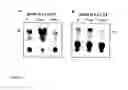 Fig. 03 - Method for the selection of compounds useful for the treatment of huntington's disease