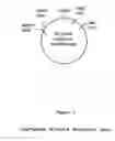 Fig. 13 - In vitro process for producing multiple nucleic acid copies