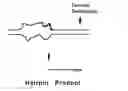 Fig. 03 - In vitro processes for producing multiple copies of primer sequence-free specific nucleic acid