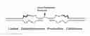 Fig. 04 - In vitro processes for producing multiple copies of primer sequence-free specific nucleic acid