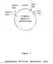 Fig. 13 - In vitro processes for producing multiple copies of primer sequence-free specific nucleic acid