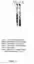 Fig. 17 - In vitro processes for producing multiple copies of primer sequence-free specific nucleic acid