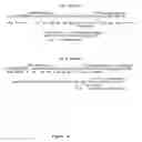 Fig. 24 - In vitro processes for producing multiple copies of primer sequence-free specific nucleic acid
