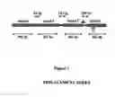 Fig. 02 - Method for detecting pathogenic mycobacteria in clinical specimens