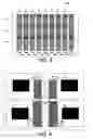 Fig. 08 - Traveling wave grids and algorithms for biomolecule separation, transport and focusing
