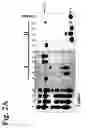 Fig. 04 - Nucleic acid-chelating agent conjugates