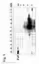 Fig. 06 - Nucleic acid-chelating agent conjugates
