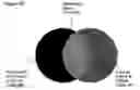 Fig. 31 - Method for the detection of osteoarthritis related gene transcripts in blood