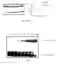 Fig. 02 - Methods and compositions related to the use of sequence-specific endonucleases for analyzing nucleic acids under non-cleaving conditions