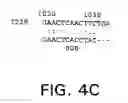 Fig. 16 - Tango 240 nucleic acids and uses thereof