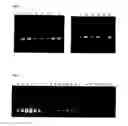 Fig. 02 - Method for amplifying nucleic acid sequence