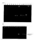 Fig. 04 - Method for amplifying nucleic acid sequence