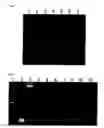 Fig. 05 - Method for amplifying nucleic acid sequence
