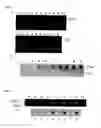 Fig. 11 - Method for amplifying nucleic acid sequence