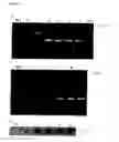 Fig. 20 - Method for amplifying nucleic acid sequence