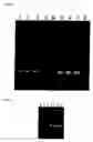 Fig. 30 - Method for amplifying nucleic acid sequence