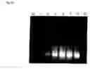 Fig. 32 - Method for amplifying nucleic acid sequence