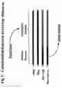 Fig. 02 - G-protein coupled receptors high-throughput functional assay