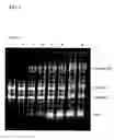 Fig. 03 - RNA extraction method, RNA extraction reagent, and method for analyzing biological materials