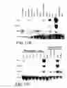 Fig. 12 - HIN-1, a tumor suppressor gene
