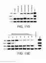 Fig. 13 - HIN-1, a tumor suppressor gene