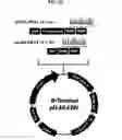 Fig. 03 - Polynucleotides encoding chimeric chemokine receptors