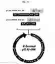 Fig. 05 - Polynucleotides encoding chimeric chemokine receptors