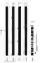Fig. 12 - Polynucleotides encoding chimeric chemokine receptors