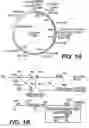 Fig. 02 - Knockout mouse for the tumor suppressor gene ANX7