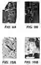 Fig. 09 - Knockout mouse for the tumor suppressor gene ANX7