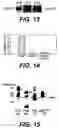 Fig. 12 - Knockout mouse for the tumor suppressor gene ANX7