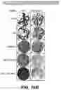 Fig. 14 - Knockout mouse for the tumor suppressor gene ANX7