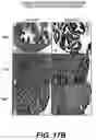 Fig. 16 - Knockout mouse for the tumor suppressor gene ANX7