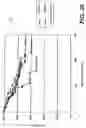 Fig. 19 - Knockout mouse for the tumor suppressor gene ANX7