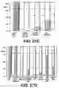 Fig. 28 - Knockout mouse for the tumor suppressor gene ANX7