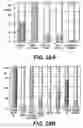 Fig. 29 - Knockout mouse for the tumor suppressor gene ANX7