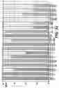 Fig. 34 - Knockout mouse for the tumor suppressor gene ANX7