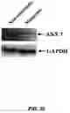 Fig. 37 - Knockout mouse for the tumor suppressor gene ANX7