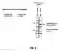 Fig. 03 - Method of genome-wide nucleic acid fingerprinting of functional regions