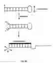 Fig. 06 - Molecular torches and their use under denaturing conditions