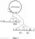 Fig. 10 - Cytochrome c oxidase enzyme complex