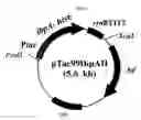 Fig. 02 - Composition for protecting proteins degradation comprising small heat shock proteins (sHSPs) and method of two-dimensional gel electrophoresis using the sHSPs