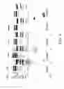 Fig. 09 - Modified fVIII having reduced immunogenicity through mutagenesis of A2 and C2 epitopes