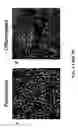 Fig. 02 - Human mesencephalon cell lines and methods of use therefor