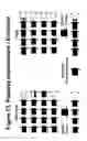 Fig. 16 - Whole cell engineering by mutagenizing a substantial portion of a starting genome combining mutations and optionally repeating