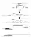 Fig. 28 - Whole cell engineering by mutagenizing a substantial portion of a starting genome combining mutations and optionally repeating