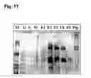 Fig. 07 - Method for producing recombinant proteins in micro-organisms