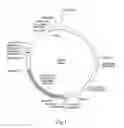 Fig. 02 - Nucleic acid molecules encoding proteins which impart the adhesion of Neisseria cells to human cells