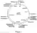 Fig. 02 - Method for expression of heterologous proteins in yeast