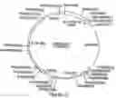 Fig. 04 - Method for expression of heterologous proteins in yeast